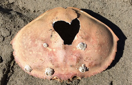 Crab heart